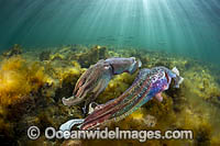 Giant Cuttlefish males rivalling Photo - Gary Bell