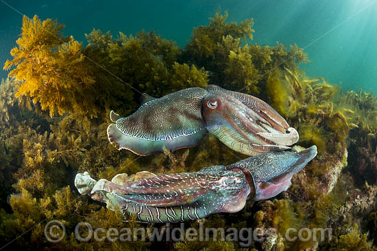 Giant Cuttlefish males rivalling photo