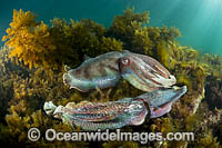 Giant Cuttlefish males rivalling Photo - Gary Bell