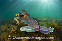 Giant Cuttlefish males rivalling Photo - Gary Bell