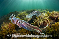 Giant Cuttlefish males rivalling Photo - Gary Bell