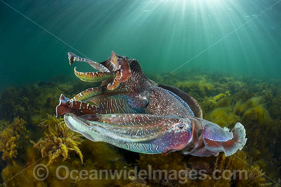 Giant Cuttlefish males rivalling photo Giant Cuttlefish males rivalling photo