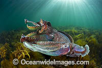 Giant Cuttlefish males rivalling Photo - Gary Bell