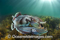 Giant Cuttlefish males rivalling Photo - Gary Bell