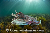 Giant Cuttlefish males rivalling Photo - Gary Bell