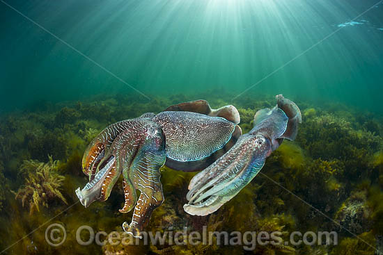Giant Cuttlefish males rivalling photo Giant Cuttlefish males rivalling photo