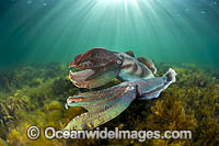 Giant Cuttlefish males rivalling Photo - Gary Bell