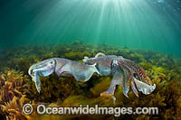 Giant Cuttlefish males rivalling Photo - Gary Bell