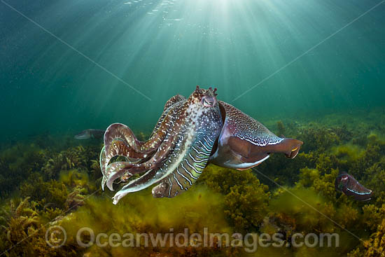 Giant Cuttlefish Whyalla photo Giant Cuttlefish Whyalla photo
