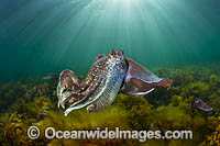 Giant Cuttlefish Whyalla Photo - Gary Bell