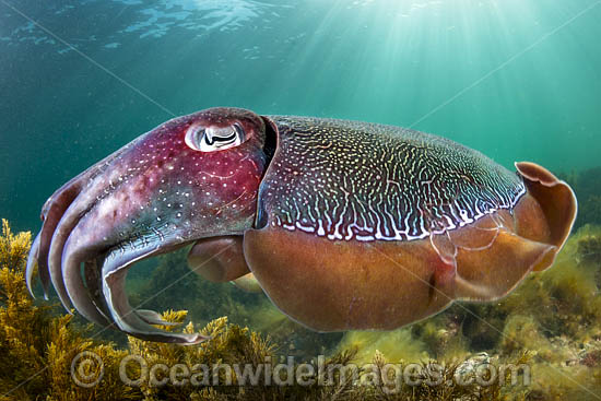 Giant Cuttlefish Whyalla photo Giant Cuttlefish Whyalla photo