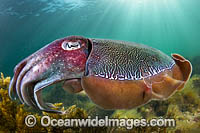 Giant Cuttlefish Whyalla Photo - Gary Bell