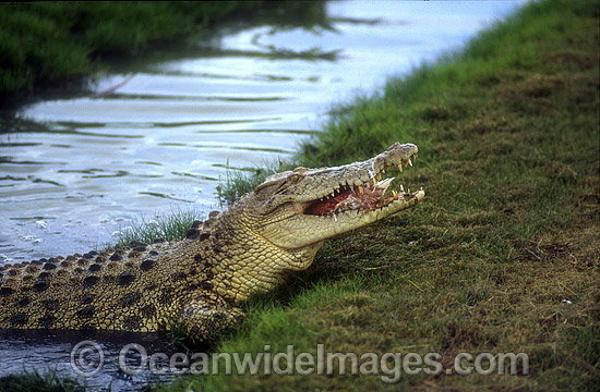 Estuarine Crocodile feeding photo Estuarine Crocodile feeding photo