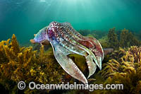 Giant Cuttlefish Whyalla Photo - Gary Bell