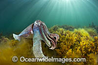 Giant Cuttlefish Whyalla Photo - Gary Bell