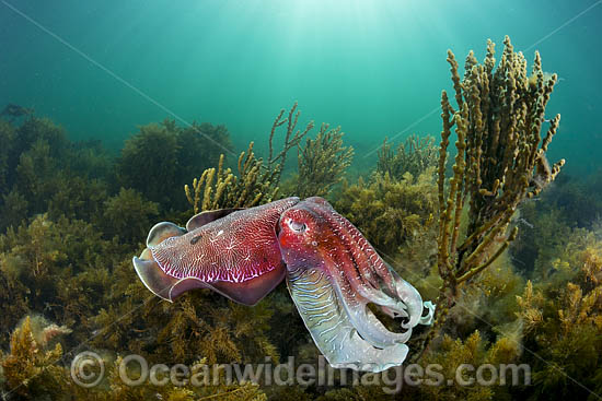 Giant Cuttlefish Whyalla photo Giant Cuttlefish Whyalla photo