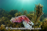 Giant Cuttlefish Whyalla Photo - Gary Bell