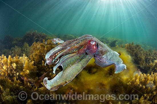 Giant Cuttlefish Whyalla photo Giant Cuttlefish Whyalla photo