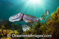 Giant Cuttlefish Whyalla Photo - Gary Bell