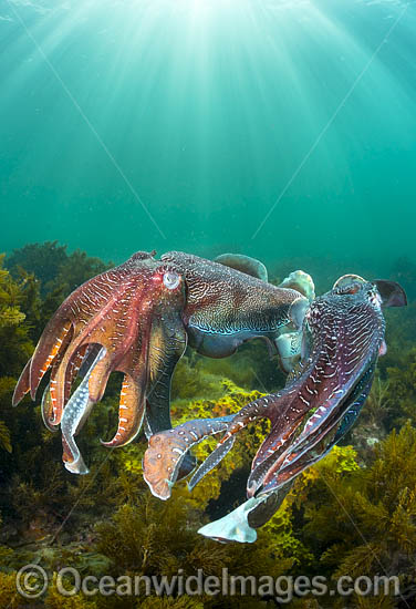 Giant Cuttlefish males rivalling photo Giant Cuttlefish males rivalling photo