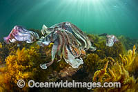 Giant Cuttlefish Whyalla Photo - Gary Bell