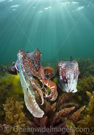 Giant Cuttlefish Whyalla photo Giant Cuttlefish Whyalla photo