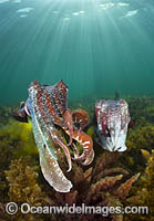 Giant Cuttlefish Whyalla Photo - Gary Bell