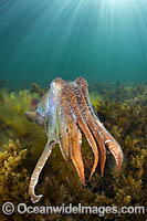 Giant Cuttlefish breeding Photo - Gary Bell