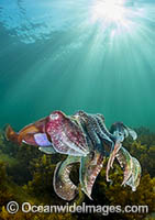 Giant Cuttlefish Whyalla Photo - Gary Bell