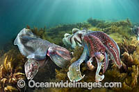 Giant Cuttlefish breeding Photo - Gary Bell