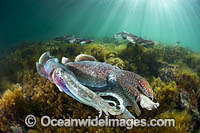 Giant Cuttlefish breeding Photo - Gary Bell