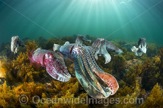 Giant Cuttlefish breeding photo