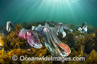 Giant Cuttlefish breeding Photo - Gary Bell