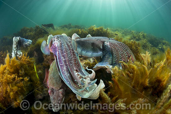 Giant Cuttlefish breeding photo