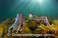 Giant Cuttlefish breeding Photo - Gary Bell