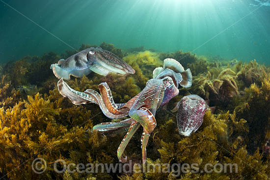 Giant Cuttlefish breeding photo