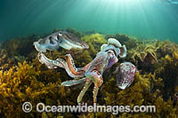 Giant Cuttlefish breeding Photo - Gary Bell