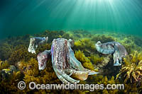 Giant Cuttlefish breeding Photo - Gary Bell