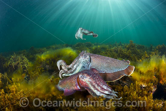 Giant Cuttlefish breeding photo