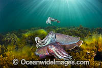 Giant Cuttlefish breeding Photo - Gary Bell