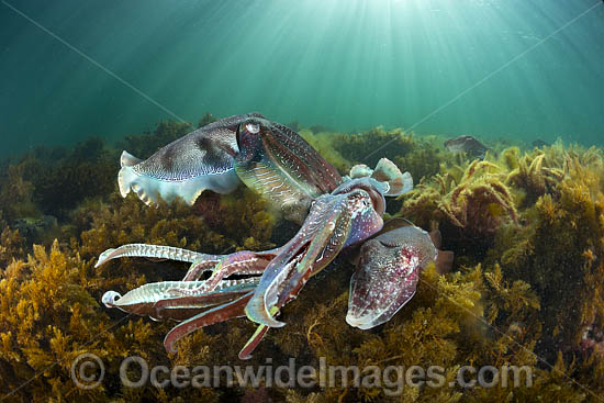 Giant Cuttlefish breeding photo