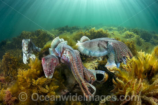 Giant Cuttlefish breeding photo