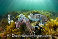 Giant Cuttlefish breeding Photo - Gary Bell