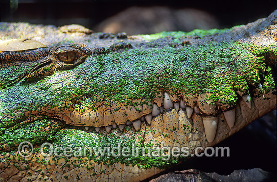 Estuarine Crocodile Crocodylus porosus photo Estuarine Crocodile Crocodylus porosus photo