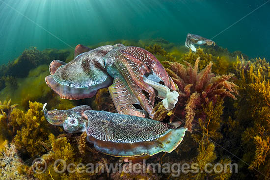 Giant Cuttlefish breeding photo