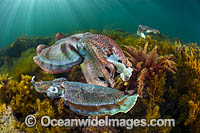 Giant Cuttlefish breeding Photo - Gary Bell