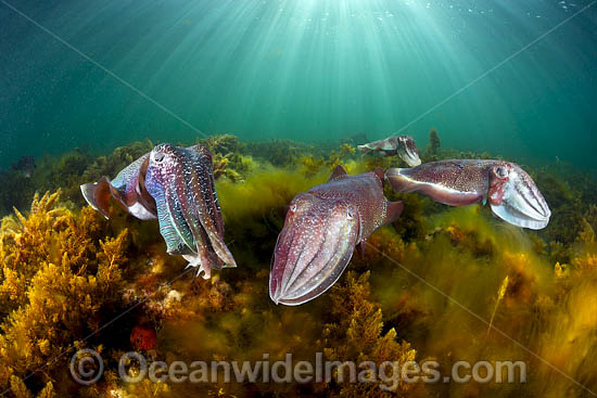 Giant Cuttlefish breeding photo