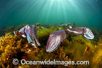 Giant Cuttlefish breeding Photo - Gary Bell