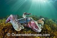 Giant Cuttlefish breeding Photo - Gary Bell