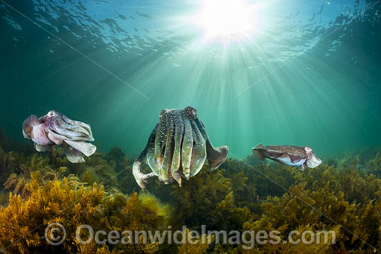 Giant Cuttlefish breeding photo